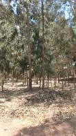 Land for Sale: 1 Hectare with Mature Trees, Mwanza Muhandu - 5