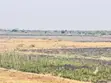 Shamba la Kilimo Linauzwa Magu - 2
