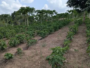 Land Plot for Sale - Msanga Sokoni, Kisarawe