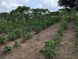 Shamba/Kiwanja Kinauzwa - Msanga Sokoni, Kisarawe - 2