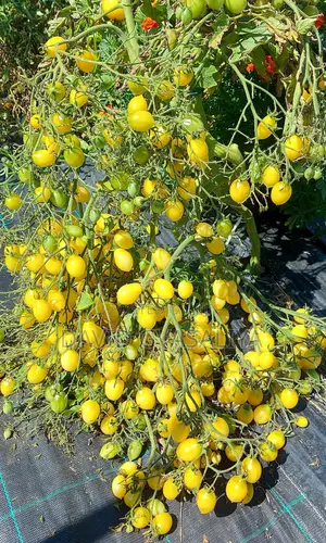 Crazy Cherry Berry Tomato Seeds - Rare Heirloom