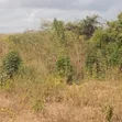 Farm Land for Sale, Mbwewe, Chalinze - 1