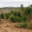 Farm Land for Sale, Mbwewe, Chalinze - 2