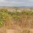 Farm Land for Sale, Mbwewe, Chalinze - 3