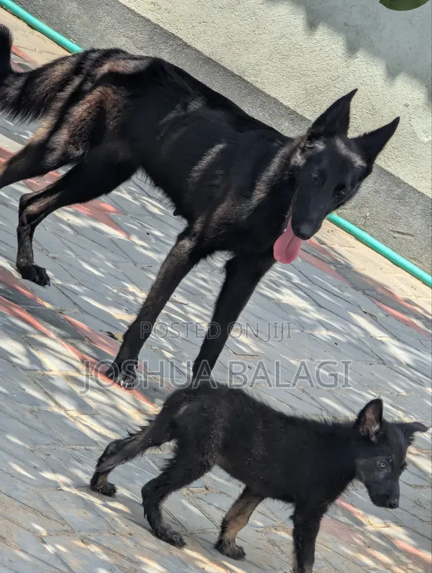 Female German Shepherd, 6-12 Months - 1