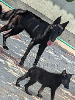 Female German Shepherd, 6-12 Months