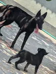 Female German Shepherd, 6-12 Months - 2
