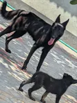 Female German Shepherd, 6-12 Months - 3