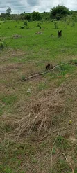 203 Hectares Farm for Sale, Mkange - 2