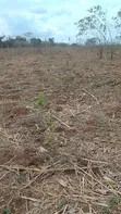 203 Hectares Farm for Sale, Mkange - 3