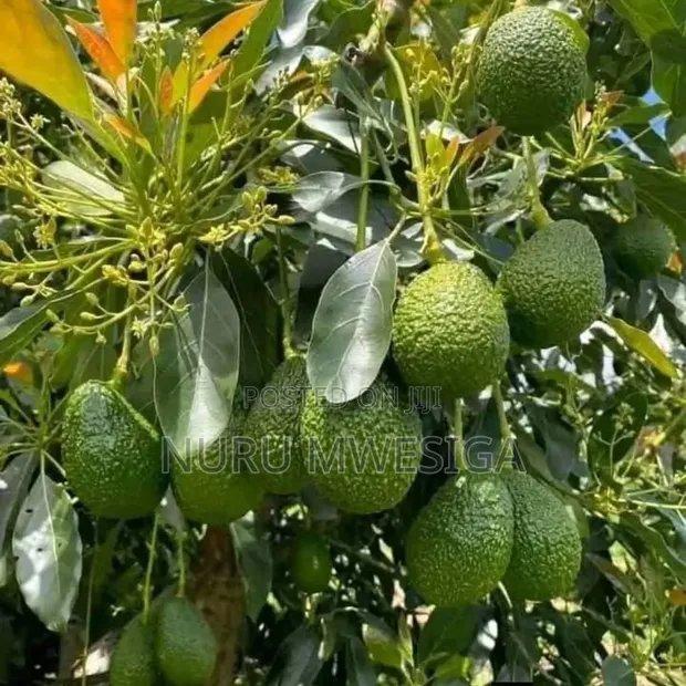 Avocado Seedlings - Ready for Planting - 1