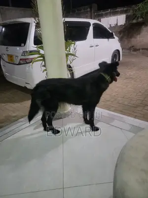 Female Mixed Breed German Shepherd, 6-12 Months