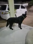 Female Mixed Breed German Shepherd, 6-12 Months - 1