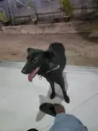 Female Mixed Breed German Shepherd, 6-12 Months - 2