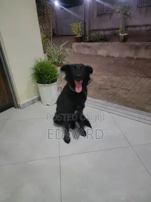 Female Mixed Breed German Shepherd, 6-12 Months