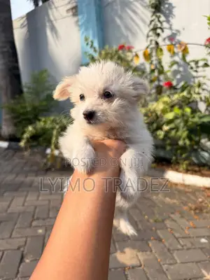 Purebred Maltese Puppy, 1-3 Months Old