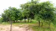 Land for Sale - Chidachi North, Dodoma - 2
