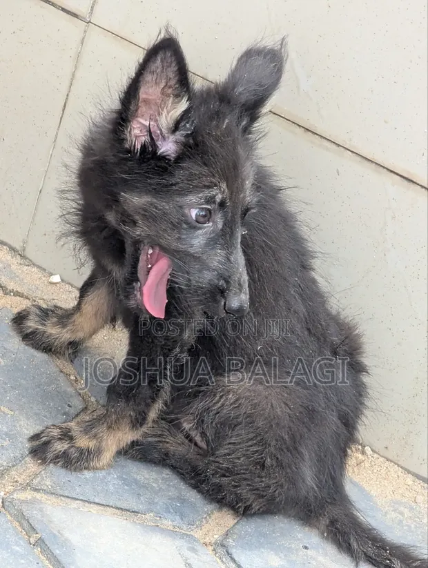 Purebred German Shepherd Puppy (1-3 Months) - 1
