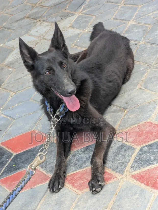 Female Purebred German Shepherd Puppy (3-6 Months) - 1