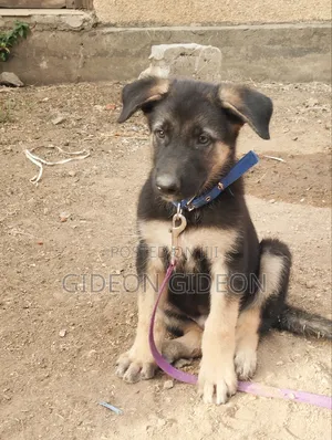 Mbwa Mwana wa German Shepherd Safi, 0-1 Mwezi