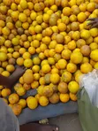 Machungwa ya Tanga - 1