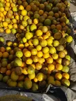 Machungwa ya Tanga - 4