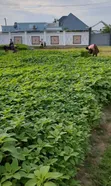 Eneo la Kupanga Linauzwa Kivule, Kurasini - 2