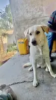 Male Mixed Breed German Shepherd, 1+ Year Old - 3