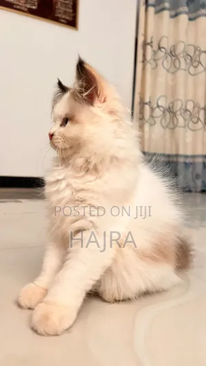 Purebred Persian Kitten - 3-6 Months Female