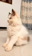 Purebred Persian Kitten - 3-6 Months Female - 1
