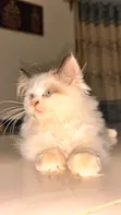 Purebred Persian Kitten - 3-6 Months Female - 2