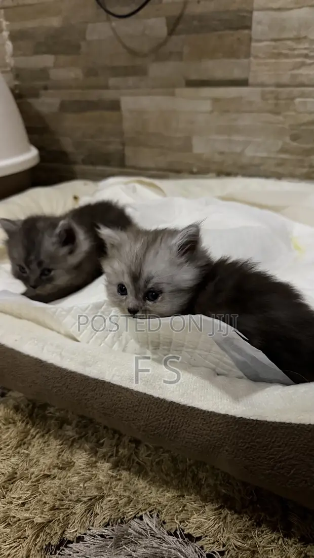 Male Purebred Persian Kitten (0-1 Month) - 1