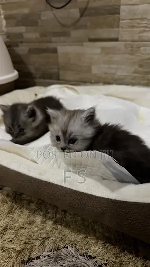 Male Purebred Persian Kitten (0-1 Month)
