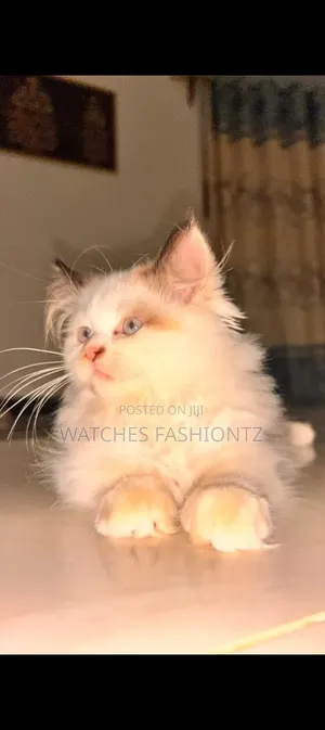 Purebred Ragdoll Female Kitten (6-12 Months)