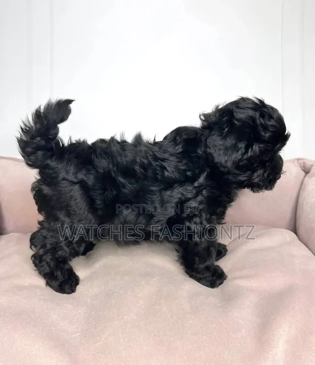 Male Purebred Maltipoo Puppy (1-3 Months) - 1