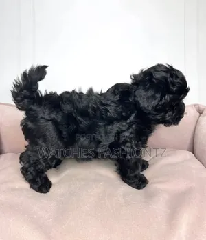 Male Purebred Maltipoo Puppy (1-3 Months)