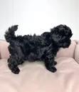Male Purebred Maltipoo Puppy (1-3 Months) - 1