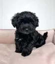 Male Purebred Maltipoo Puppy (1-3 Months) - 2