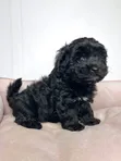 Male Purebred Maltipoo Puppy (1-3 Months) - 3