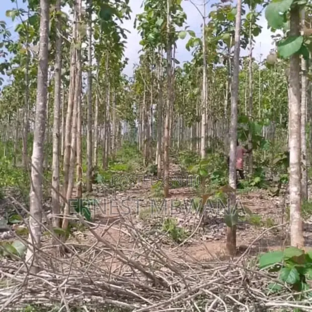 5 Hectare Farmland for Sale in Tanga Mjini - 1