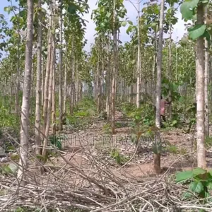 5 Hectare Farmland for Sale in Tanga Mjini