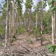 5 Hectare Farmland for Sale in Tanga Mjini - 1