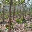 5 Hectare Farmland for Sale in Tanga Mjini - 2