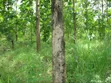 5 Hectare Farmland for Sale in Tanga Mjini - 3