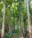 5 Hectare Farmland for Sale in Tanga Mjini - 4