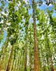 5 Hectare Farmland for Sale in Tanga Mjini - 5