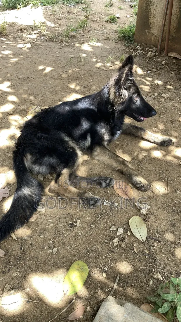 Purebred German Shepherd Puppy, 5+ Months Old - 1