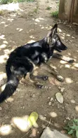 Purebred German Shepherd Puppy, 5+ Months Old - 1