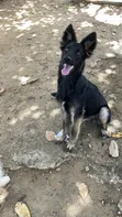 Purebred German Shepherd Puppy, 5+ Months Old - 2