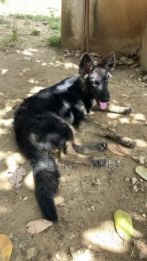 Purebred German Shepherd Puppy, 5+ Months Old